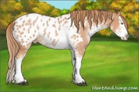 Horse Color:Bay Pearl Sabino Splash Near Leopard Rabicano 