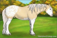 Horse Color:Silver Classic Champagne Dun Splash Appaloosa 