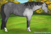 Horse Color:Blue Roan 