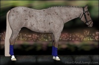 Horse Color:Silver Blue Roan 