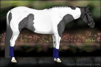 Horse Color:Smoky Black Tobiano Rabicano 