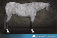 Horse Color:Smoky Blue Roan 