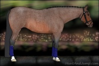 Horse Color:Bay Roan 