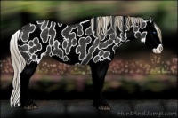 Horse Color:Liver Chestnut Splash Appaloosa 