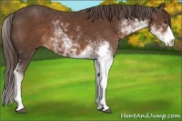 Horse Color:Liver Chestnut Sabino