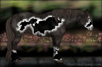 Horse Color:Liver Chestnut Ice Frame