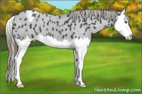 Horse Color:Smoky Blue Roan Splash Appaloosa 