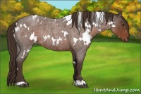 Horse Color:White Spotted Liver Red Roan Rabicano