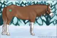 Horse Color:Chestnut Splash