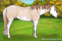 Horse Color:Buckskin Pearl Sabino Splash