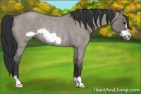 Horse Color:Grullo Roan Frame Rabicano