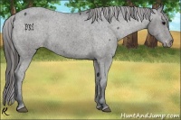 Horse Color:Black Appaloosa 