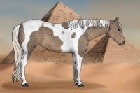 Horse Color:Silver Smoky Black Tobiano 
