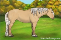 Horse Color:Silver Bay Dun