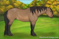 Horse Color:Bay Dun