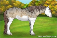 Horse Color:Brown Dun Splash Appaloosa 