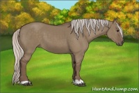 Horse Color:Silver Grullo