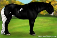 Horse Color:Silver Amber Champagne Splash Frame Appaloosa