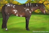 Horse Color:White Spotted Liver Chestnut Sabino