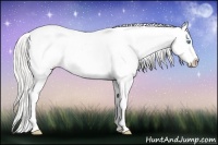 Horse Color:Silver Classic Cream Champagne Pearl Dun Splash Tobiano Appaloosa Rabicano 