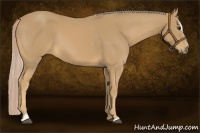 Horse Color:Palomino Sabino