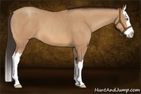 Horse Color:Amber Champagne Splash 