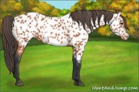 Horse Color:Bay Appaloosa