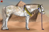Horse Color:Liver Chestnut Pearl Sabino Splash 