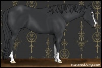 Horse Color:Black Sabino 