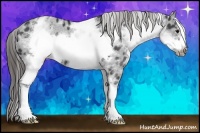 Horse Color:White Spotted Black Frame Appaloosa
