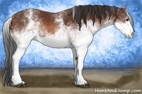 Horse Color:White Spotted Bay 