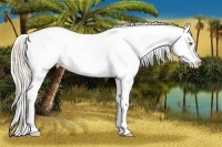 Horse Color:Gold Cream Champagne Onyx Near Leopard 