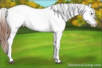 Horse Color:Chestnut Appaloosa