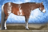 Horse Color:White Spotted Bay 