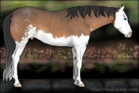 Horse Color:Buckskin Roan Sabino Splash