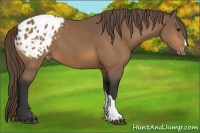 Horse Color:Buckskin Appaloosa