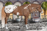 Horse Color:White Spotted Chestnut Splash Blanket 