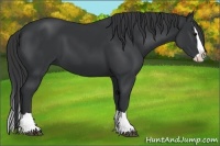 Horse Color:Black Splash