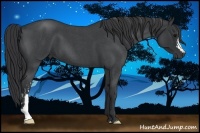 Horse Color:Blue Roan  and Blue Roan 
