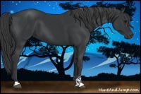 Horse Color:Black Sabino