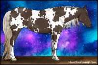 Horse Color:White Spotted Liver Chestnut 