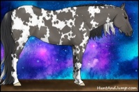 Horse Color:White Spotted Grullo