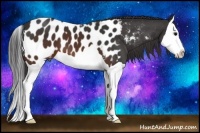 Horse Color:Brown Splash Appaloosa
