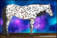 Horse Color:Brown Appaloosa