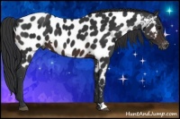 Horse Color:Brown Appaloosa