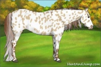 Horse Color:Red Dun Appaloosa Rabicano