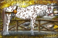 Horse Color:Chestnut Appaloosa