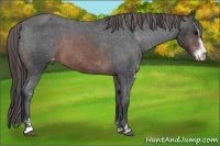 Horse Color:Brown Sabino Varnish