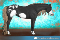 Horse Color:Liver Chestnut Frame Appaloosa 