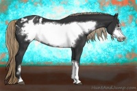 Horse Color:Liver Chestnut Frame Appaloosa